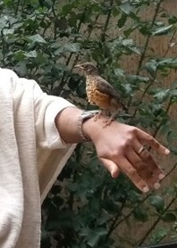 Abyssinian Thrush Chick