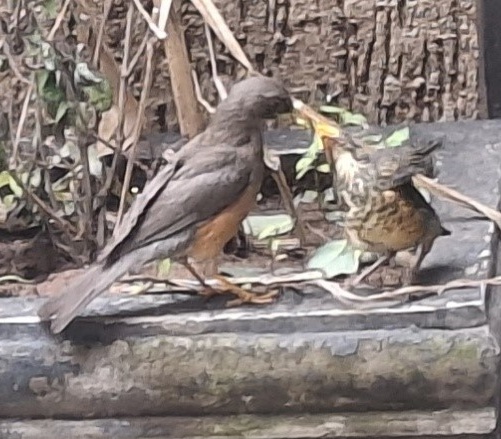 Abyssinian Thrush Chick