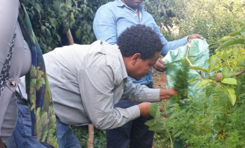AAU Joins the World Diet Initiative to Preserve Heritage Diets and Advance Global Dietary Research